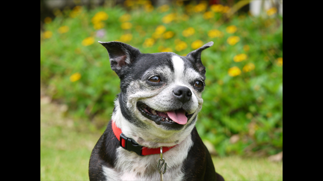 Get Inspired - LUMIX G Lens H-PS45175E-K