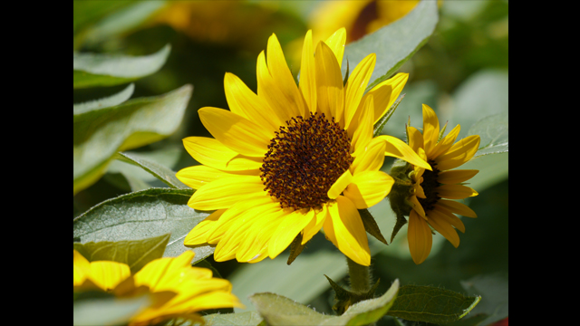 Get Inspired - LUMIX G Lens H-PS45175E-K