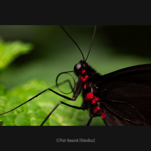 The world's smallest and lightest macro lens*