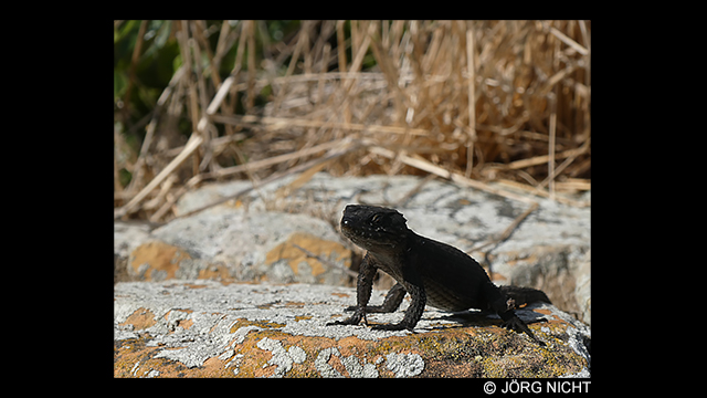 Bli inspirerad - LUMIX DC-TZ95D 4K digitalkamera