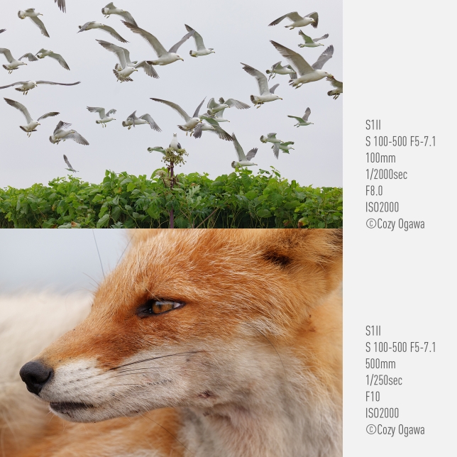 Överst: Foto av Cozy Ogawa, S1II, S 100–500 F5-7.1, 100 mm, 1/2 000 sek, F8.0, ISO 2 000, Nederst: Foto av Cozy Ogawa, S1II, S 100–500 F5-7.1, 500 mm, 1/250 sek, F10, ISO 2 000