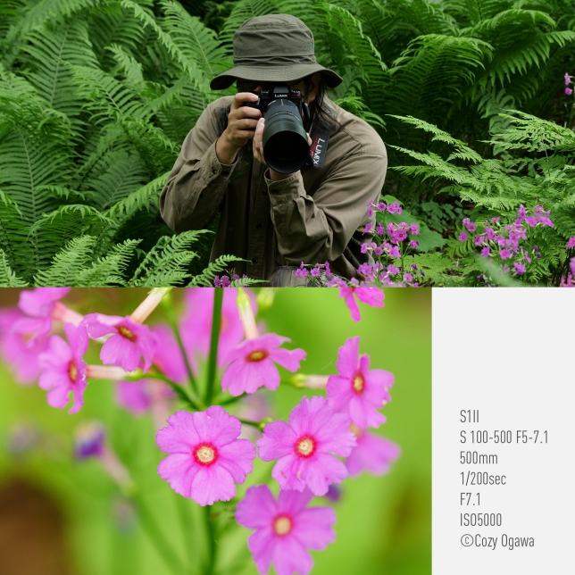 Foto av Cozy Ogawa, S1II, S 100–500 F5-7.1, 500 mm, 1/200 sek, F7.1, ISO 5000