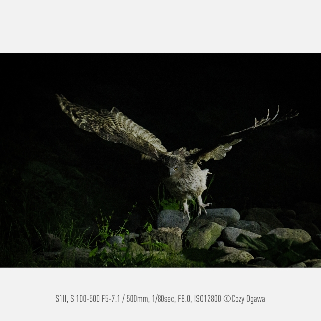 Foto av Cozy Ogawa, S1II, S 100–500 F5-7.1, 500 mm, 1/80 sek, F8.0, ISO 12 800