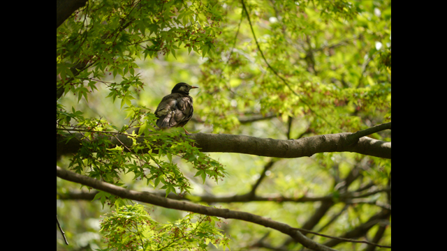 Get Inspired - LUMIX G Lens H-FSA45200