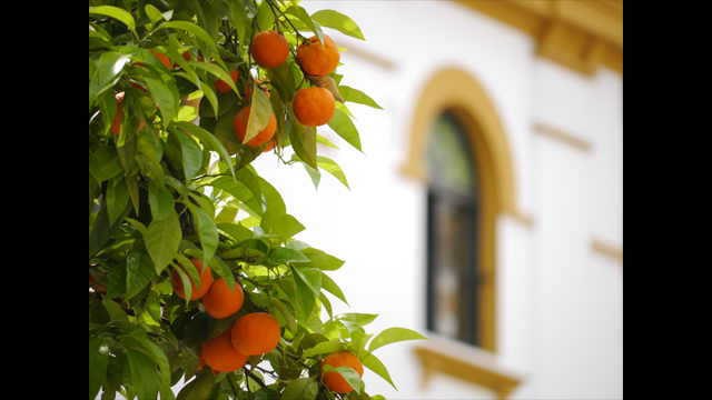 Get Inspired - LUMIX G Lens H-FSA45200