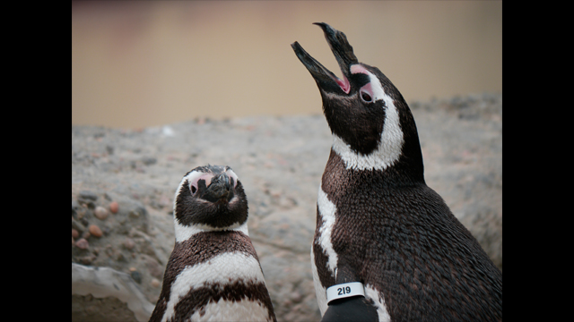 Get Inspired - LUMIX G Lens H-FSA100300