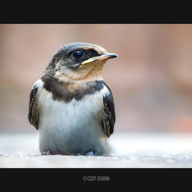 Superb close-up performance