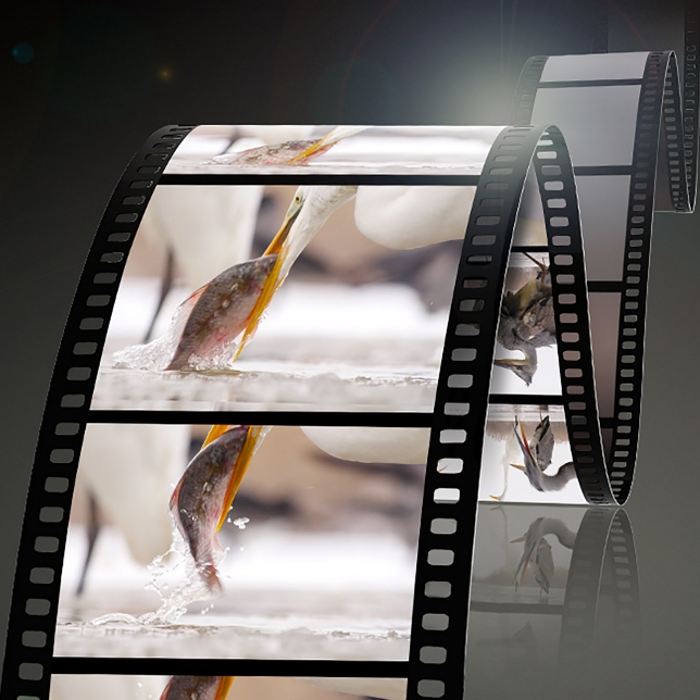 影片支援 -  完美的影片錄製