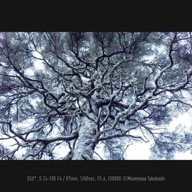 Photo by Munemasa Takahashi, S5II*, S 24-105 F4, 87mm, 1/60sec, F5.6, ISO800