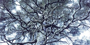 LUMIX มุ่งมั่นต่อคุณภาพการแสดงภาพที่เหนือกว่า