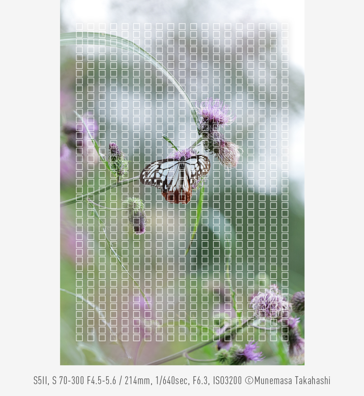 Photo by Munemasa Takahashi, S5II, S 70-300 F4.5-5.6, 214mm, 1/640sec, F6.3, ISO3200