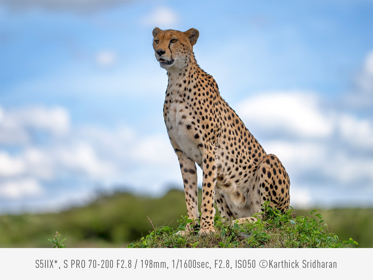 Photo by Karthick Sridharan, S5IIX*, S PRO 70-200 F2.8, 198mm, 1/1600sec, F2.8, ISO50