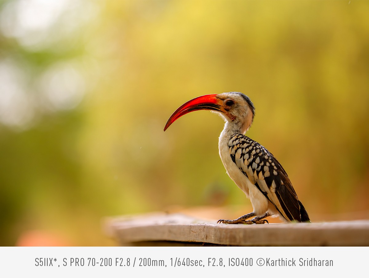 Photo by Karthick Sridharan, S5IIX*, S PRO 70-200 F2.8 / 200mm, 1/640sec, F2.8, ISO400