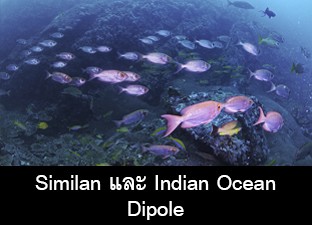 Similan และ Indian Ocean Dipole