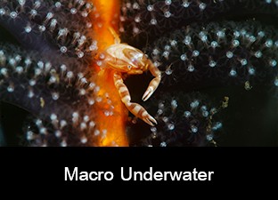 Macro Underwater
