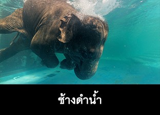 ช้างดำน้ำ