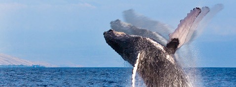 Hochgeschwindigkeitsvideos in HD