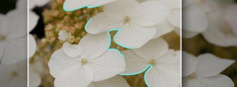 Selección de enfoque