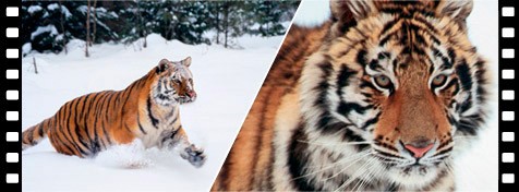 Extra Tele Conversion Function