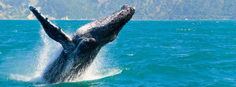 Höghastighetsfilma i Full HD